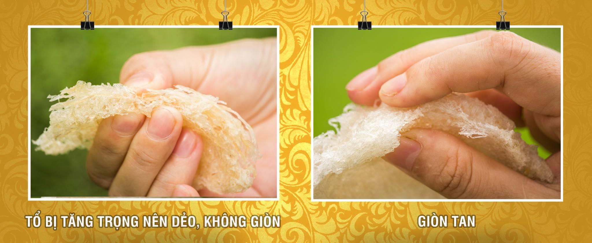 Cách phân biệt tổ yến thật và giả